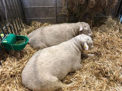 Au Salon international de l’agriculture, un éleveur de moutons de Méry-la-Bataille récompensé